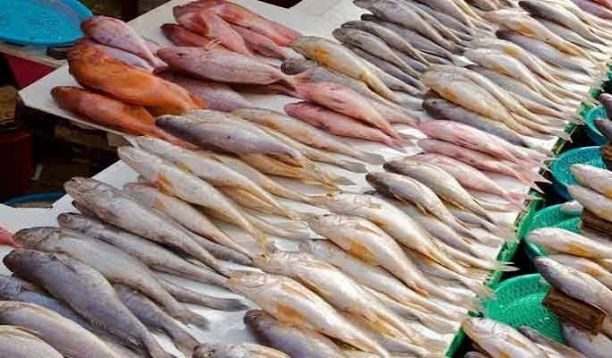 fish_1792254380.jpg